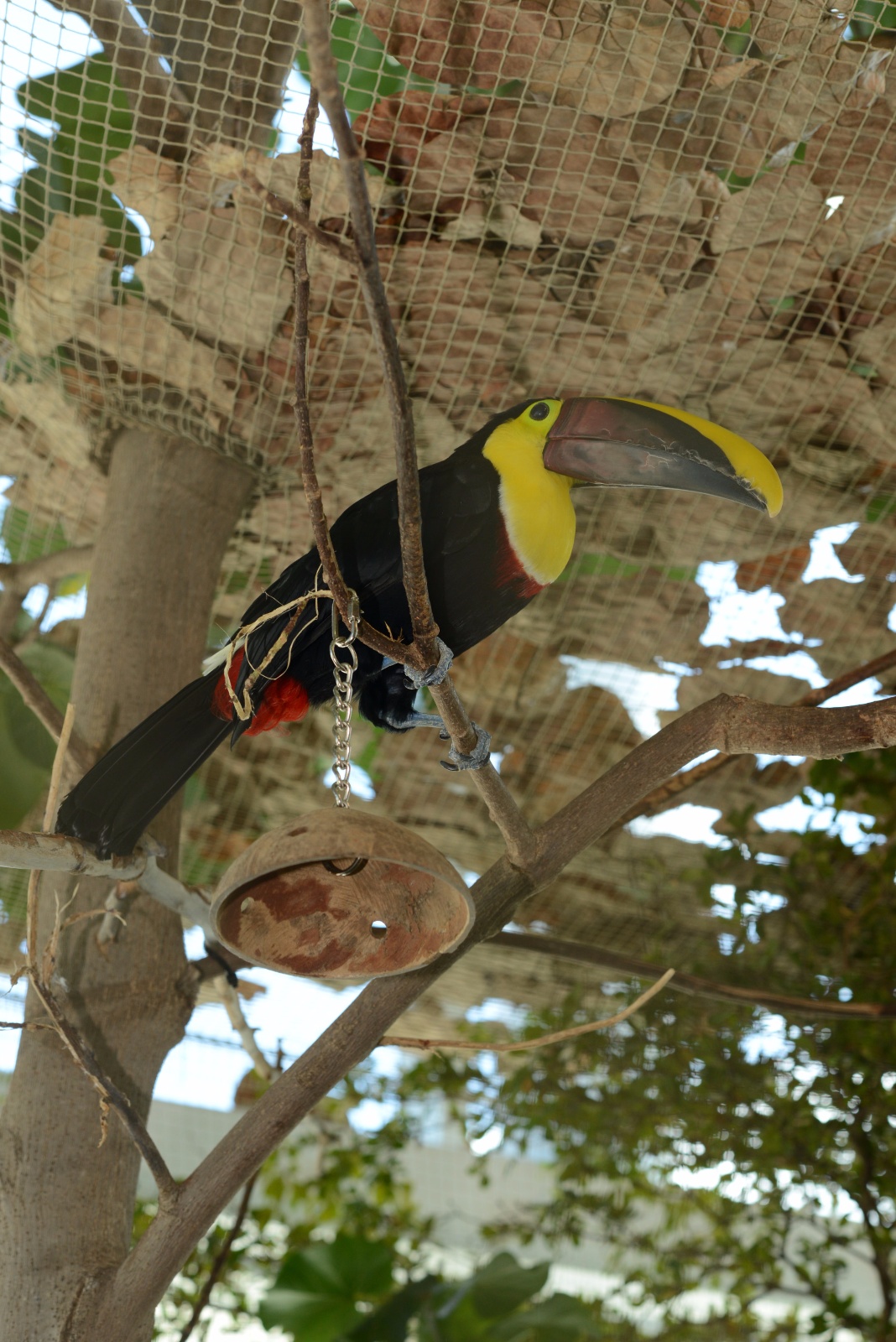 Yellow Throated Toucan 80
